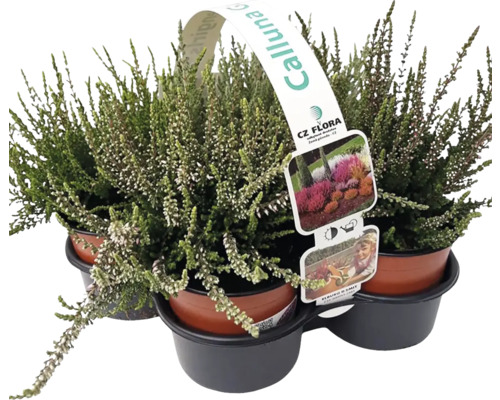 Vres obyčajný Calluna vulgaris Gardengirls® balenie 4 ks