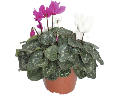 Cyklámen Cyclamen 2 farby kvetináč Ø 14 cm