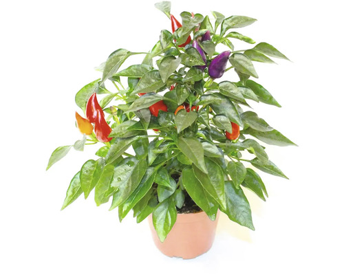 Paprika Capsicum kvetináč Ø 9,5 cm