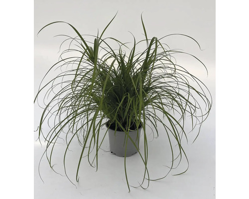 Cyperus zumula k 12