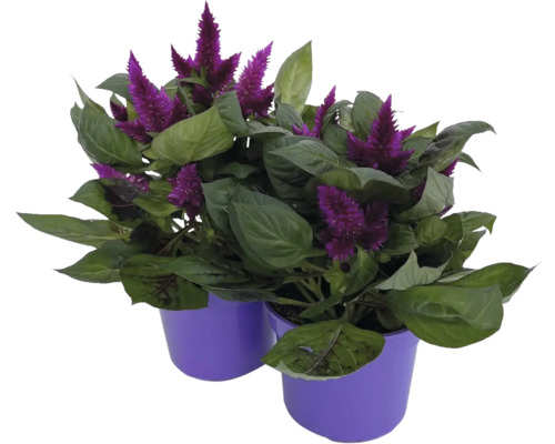 Dve rastliny Celosia v kvetináčoch
