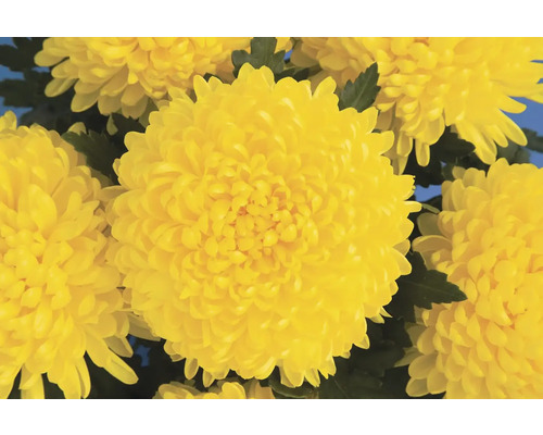 Chryzantéma veľkokvetá Chrysanthemum 3 kvety miska Ø 19 cm