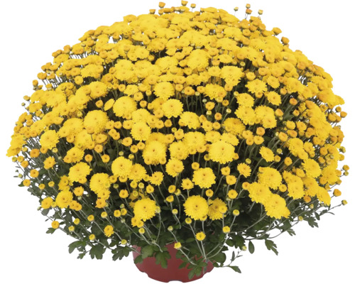 Chryzantéma Chrysanthemum multiflora kvetináč 33 l