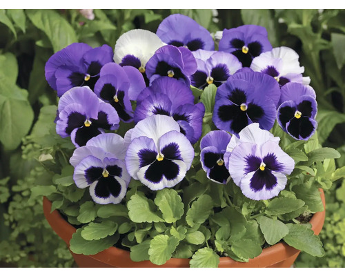 Sirôtka veľkokvetá Viola miska Ø 19 cm