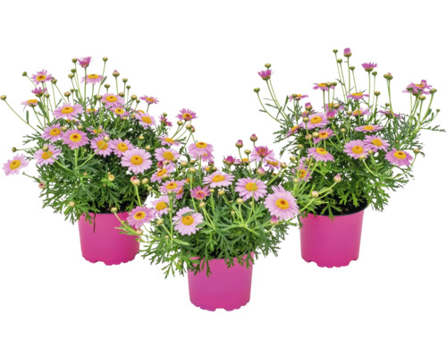 Tri sedmokrásky v kvetináčoch