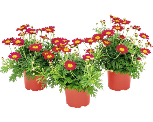 Tri červené margaréty v kvetináči