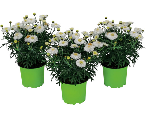 Tri rastliny margarétky v kvetináči