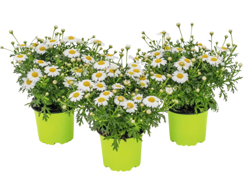 Tri kríky margarét v kvetináčoch