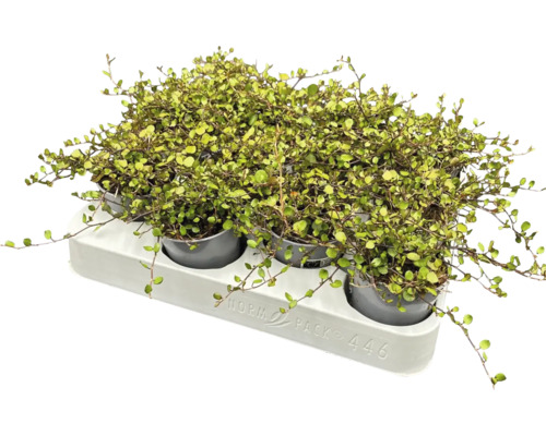 Muehlenbeckia izbová rastlina v kvetináči