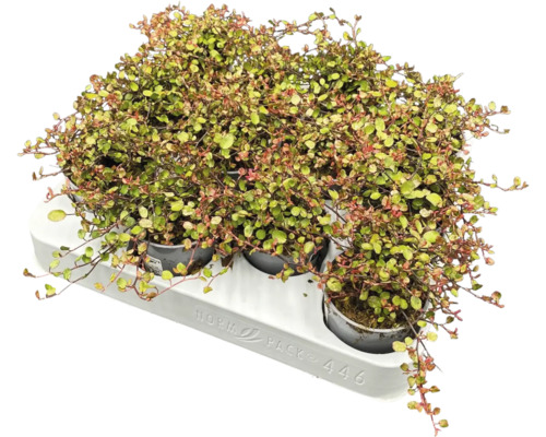 Muehlenbeckia v kvetináči na podložke