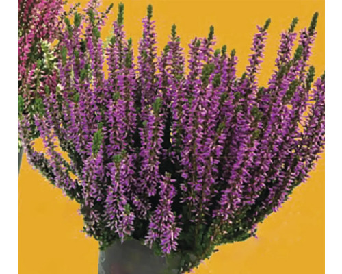 Vres obyčajný v kvetináči