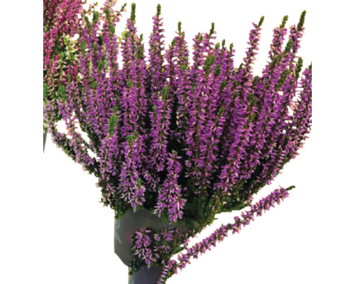 Vres obyčajný v kvetináči