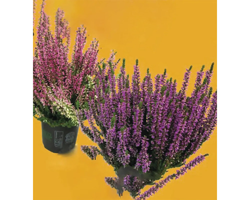 Dve rastliny vresu v kvetináčoch