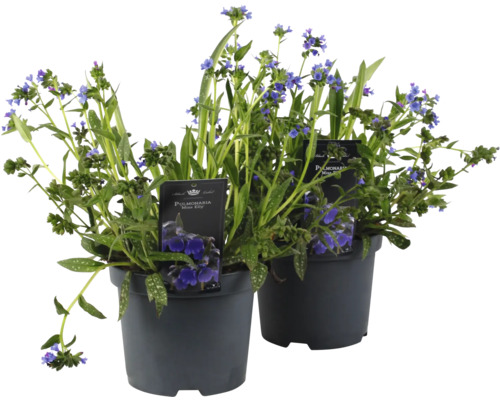 Pľúcnik FloraSelf Pulmonaria 'Miss Elly' kvetináč 3 l