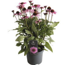 Echinacea purpurea Courage rastlina v kvetináči