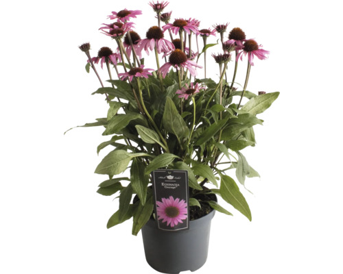 Echinacea purpurea Courage rastlina v kvetináči