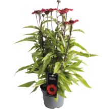 Rudbekia purpurová ''Sunseeker Red'' v kvetináči