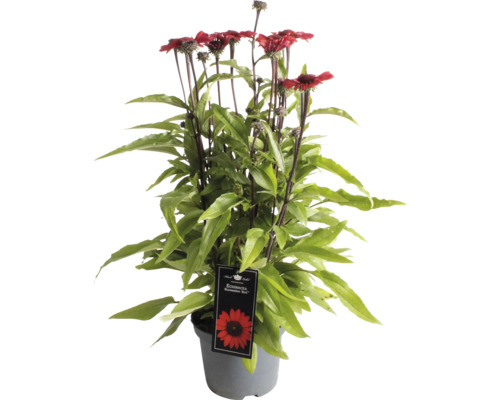 Rudbekia purpurová ''Sunseeker Red'' v kvetináči