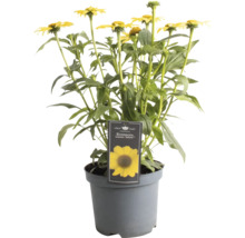 Žltá echinacea purpurová Echinacea v kvetináči