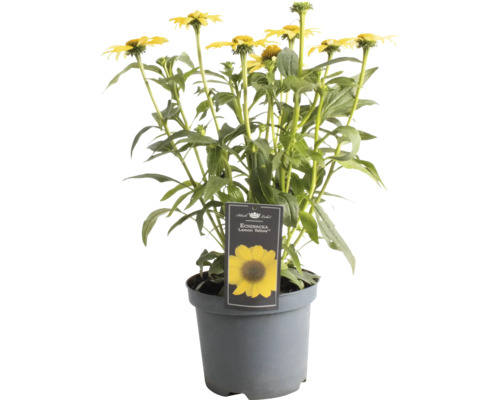 Žltá echinacea purpurová Echinacea v kvetináči