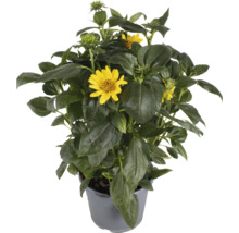Žltá rudbeckia v kvetináči
