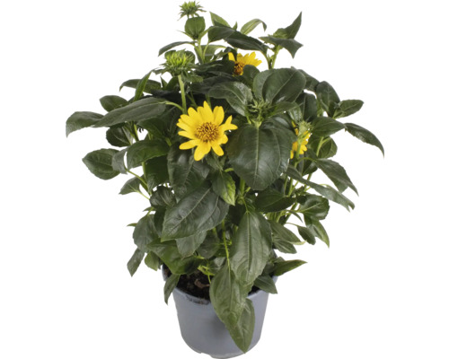 Slnečnica trpasličia FloraSelf Helianthus Brown Eyed Girl kvetináč 3 l