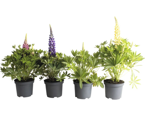 Lupina FloraSelf Lupinus x hybrid výška 10-40 cm kvetináč 3 l 1 ks, rôzne odrody Kvitnúce lupíny v kvetináčoch
