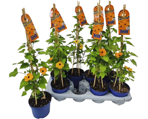 Čiernooká Zuzana FloraSelf Thunbergia alata celková výška cca 40 cm kvetináč Ø 12/13 cm Černooká Zuzana rastliny v kvetináčoch s popínavou oporou