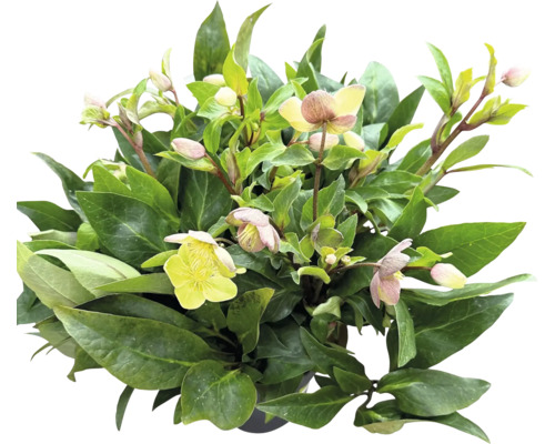 Helleborus rastlina so zelenými listami a svetlými kvetmi