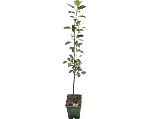 Jabloň jesenná krík Bio FloraSelf Bio Malus domestica 'Cox Orange Pippin' výška kmeňa 35-40 cm celková výška 80-90 cm kvetináč 5 l