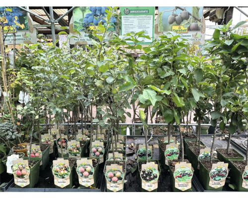 Rad sadeníc ovocných stromov v kvetináčoch na predaj v Hornbachu.