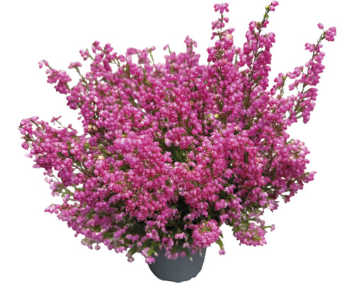 Vres obyčajný v kvetináči