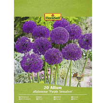 Balenie 20 ks cibule Allium aflatunense ''Purple Sensation''