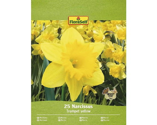 Narcisy žlté FloraSelf 'Yellow Trumpet ' 25 ks