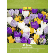 FloraSelf Krokus grandiflora mix, 30 kusov, šetrné k hmyzu