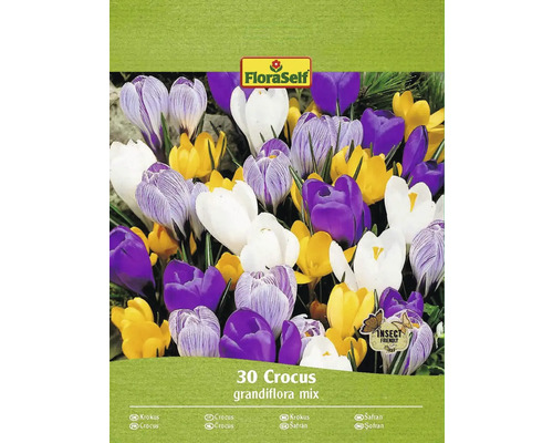 Krókusy FloraSelf 'Grandiflora mix' 7/8 30 ks