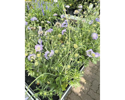 Výsev rastlín Scabiosa v kvetináči.