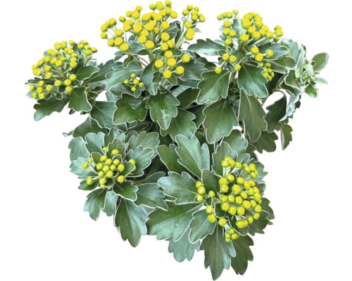 Chryzantéma so žltými kvetnými púčikmi a zelenými listami