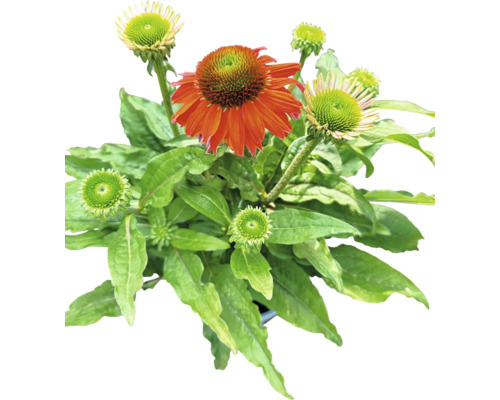 Rastlina echinacea s listami a kvetmi