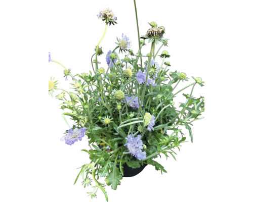 Kytica s kvetmi Scabiosa v kvetináči