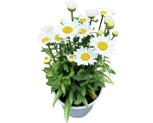 Margaréta veľkokvetá nízka FloraSelf Chrysanthemum/Leucanthemum maximum 'Dwarf Snow Lady' 10-30 cm kvetináč 3 l