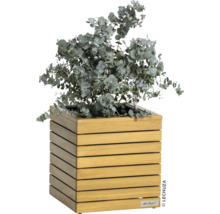 Eukalyptus v drevenom kvetináči