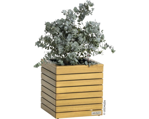 Eukalyptus v drevenom kvetináči