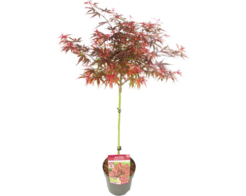 Japonský javor v kvetináči