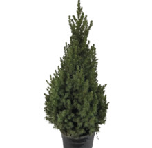 Smrek Conica v kvetináči ako záhradný prvok.