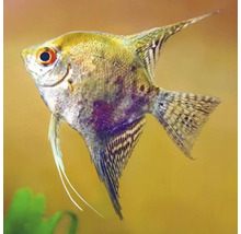 Jedna skalára do akvária