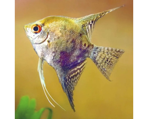 Nie je určené pre eshop Jedna skalára do akvária