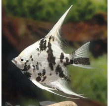 Čierno-biely skalár