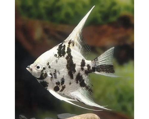 Čierno-biely skalár