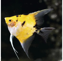 Žltá skalára do akvária